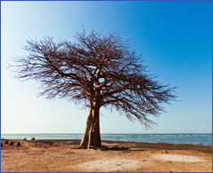 accounting services, tax services